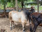 Cattle - එළදෙන