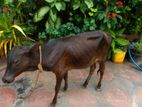 Cattle