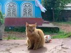 Persian Cat