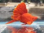 Cauliflower Balloon Swordtail