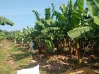 Sewanagala Land for Sale