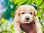 Labrador Puppies