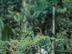 Honda CD50 1985