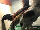 Aseel Rooster