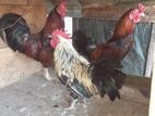 Rooster