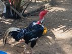 சேவல்
