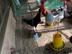 சேவல்| Hen