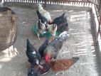 கோழிகள்