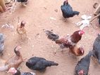 சேவல்கள்.