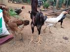 Rooster