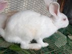 Rabbits