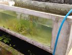 Cement fish tank