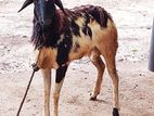 செம்மறி கிடாய்