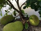 Jack Fruit