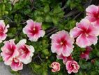 Hibiscus Plant