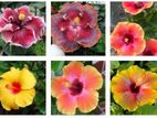 Hibiscus Flower Plants