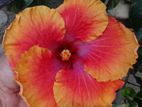 Hibiscus Plant