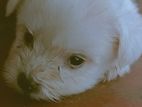 Pomeranian Puppy