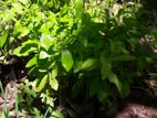 Creeper Plant