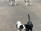 Dogs for Kind Home