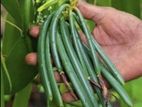 Vanilla Beans Organic Pods 10pods 6" - 7" Long