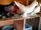 Pigeon