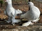 Boots Pigeon