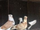 Chinese Boot Pigeon