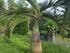 Champagne. Palm Tree. ( bottle palm)