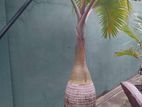 Champagne Palm tree (Bottle Palm)