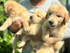 Golden Retriever Puppies