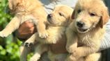 Golden Retriever Puppies