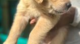 Golden Retriever Puppies