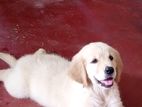 Champion Line Golden Retriever Puppies
