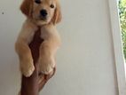 Champion Line Golden Retriever Puppies