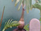 Champion Palm (bottle Palm) Tree