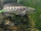 Channa Asiatica Ws