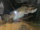 Channa blue pulture fish