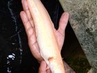 Channal Albino Striata