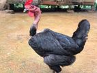 Country Chicken