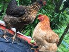 Country Chicken