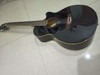 Chard Acoustic Guitar