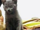Chartreux Cat