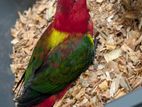 Chattering Lory Bird
