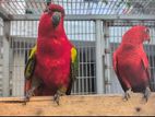 Chattering Lory Bird