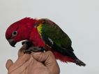Chattering Lory Bird