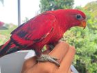Chattering Lory