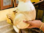 Rabbits