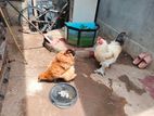 Farm Hens