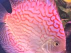 Checkerboard Pigeon Discus 15 cm pair